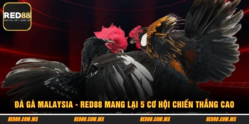 Đá Gà Malaysia - RED88 Mang Lại 5 Cơ Hội Chiến Thắng Cao