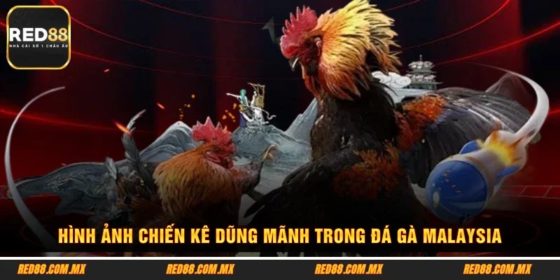 Hình ảnh chiến kê dũng mãnh trong đá gà Malaysia