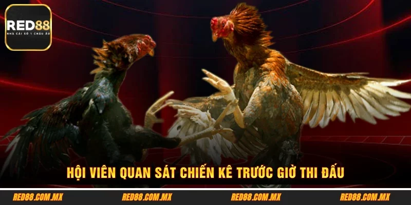 Hội viên quan sát chiến kê trước giờ thi đấu