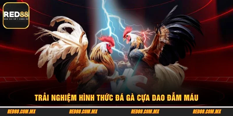 Trải nghiệm hình thức đá gà cựa dao đẫm máu